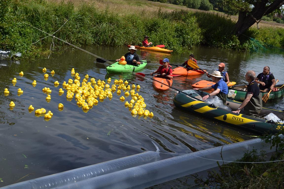The Ducks being collected at the finishing line