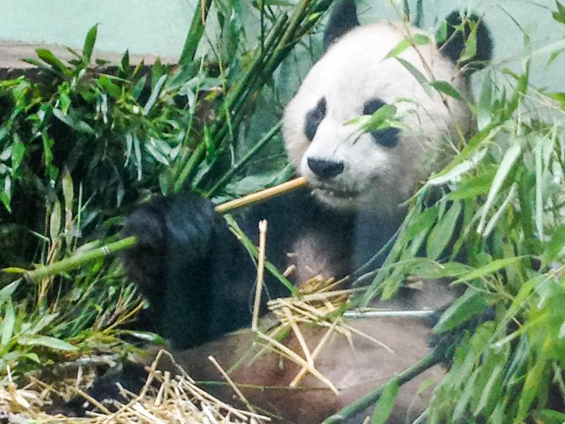 Yang Guang at Edinburgh Zoo. Thanks to VJW for the photo