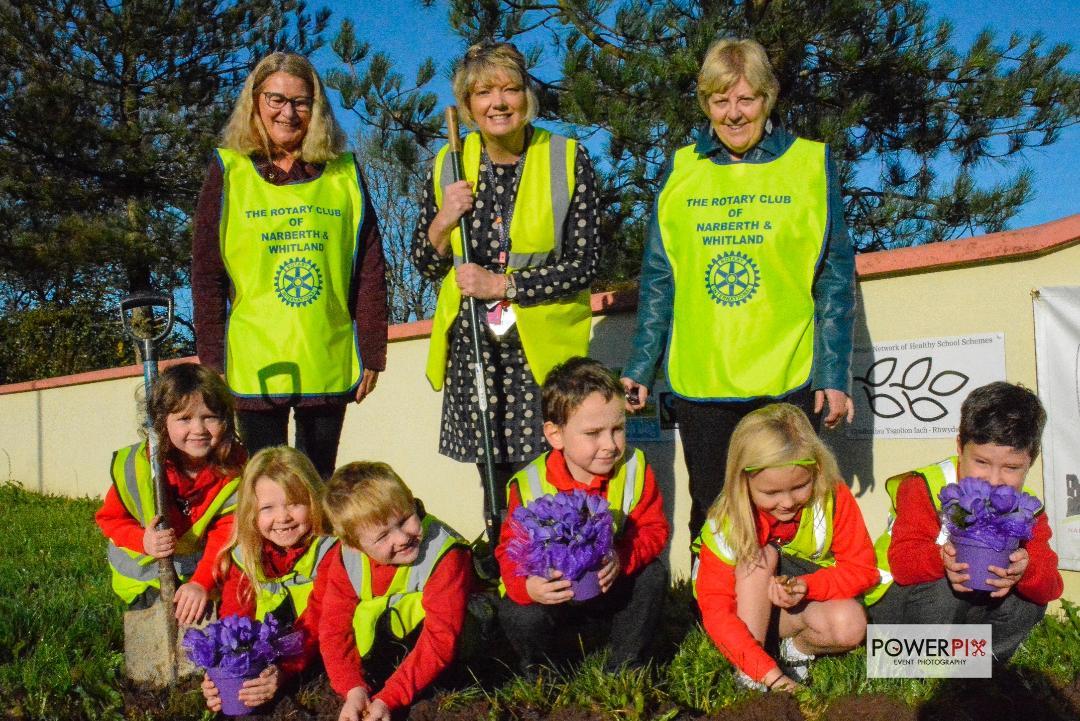 Narberth Rotakids and Members of Narberth and Whitland Rotary Club together with head teacher Nia Ward planting the Crocus in October and now they are blooming lovely