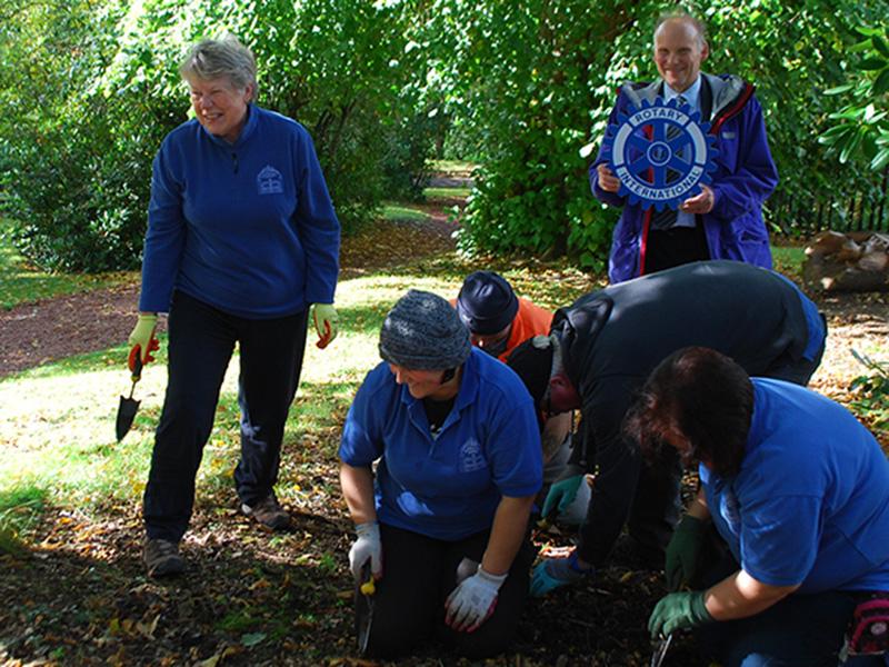 Purple Crocus Planting in Support of Polio Campaign