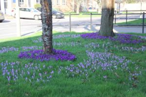CROCUS PLANTING IN TOTTON AND LYNDHURST '20