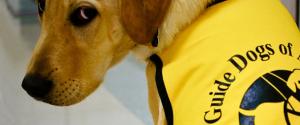 Guide dogs for the blind