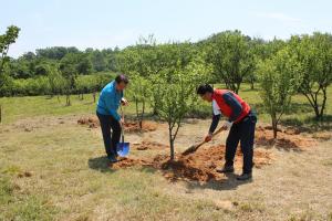 Tree planting protects the environment and can promote peace