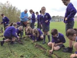 Crocus planting at Cleadon Academy