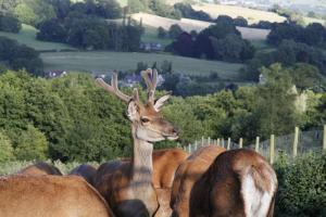 South West Deer Rescue Visit - 30th July 2015