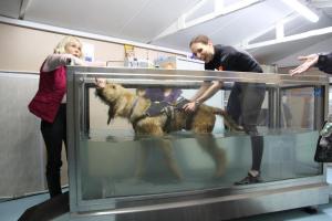Dog Hydro-therapy Visit - 3rd December 2015