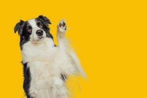 A dog with its paw raised, on a yellow background