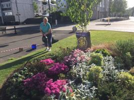 2020 - Rotary flowerbed in High Street, Linlithgow - June