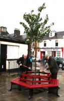 Planting of new Tree outside Post Office