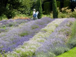 Visit Hovingham Hall & Yorkshire Lavender