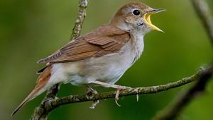 A common nightingale