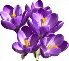 CROCUS PLANTING IN  LYNDHURST AND TOTTON '21