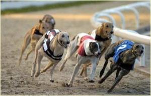 Greyhound racing 3-11-2015