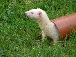 Fun & Frolics with Ferrets