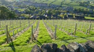 WEDNESDAY 13TH JUNE              Visit to Holmfirth vineyard with lunch.