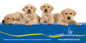 Guide Dog Puppies
