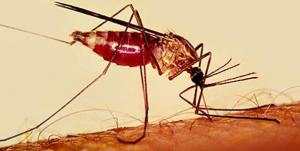 Malaria is spread by infected Mosquitos