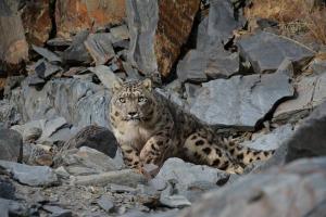 very rare Snow Leopard