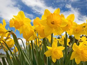 Daffodil Bulb Planting on the Bypass - Friday 20 November 2015