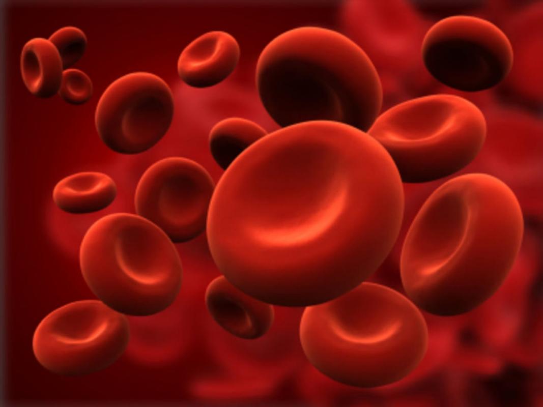 Red blood cells in the human body