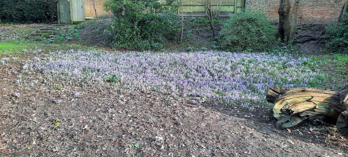 Purple crocus a reminder of need to vaccinate against polio