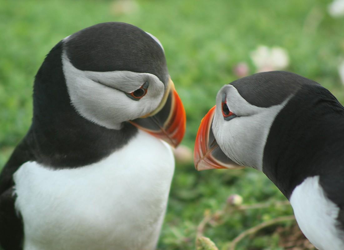 Love Birds by Tomos