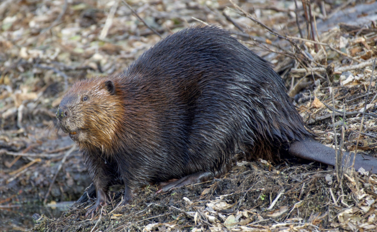 Beaver