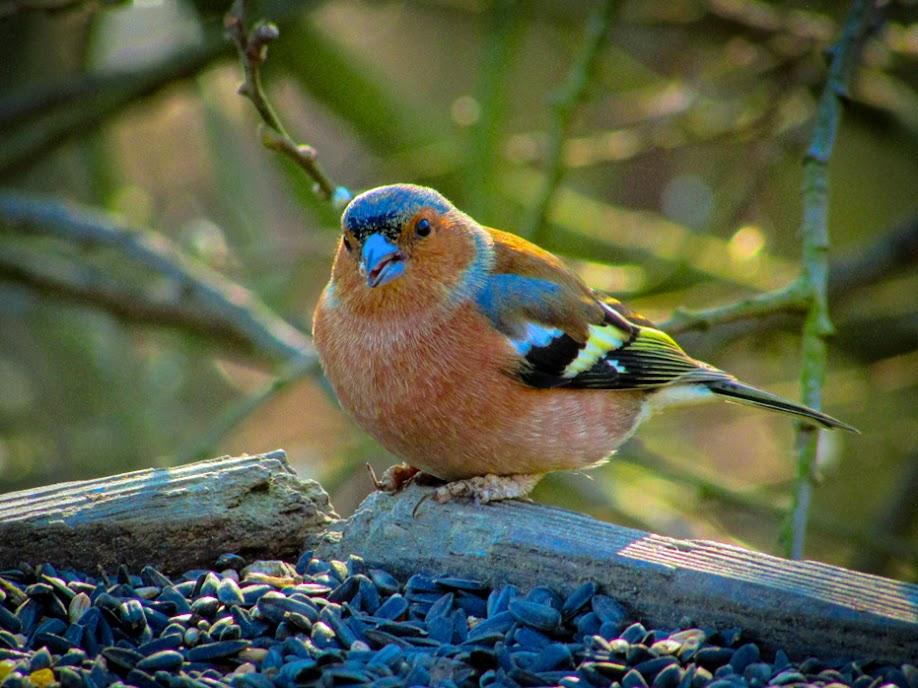 Jake's portrait of a chaffinch