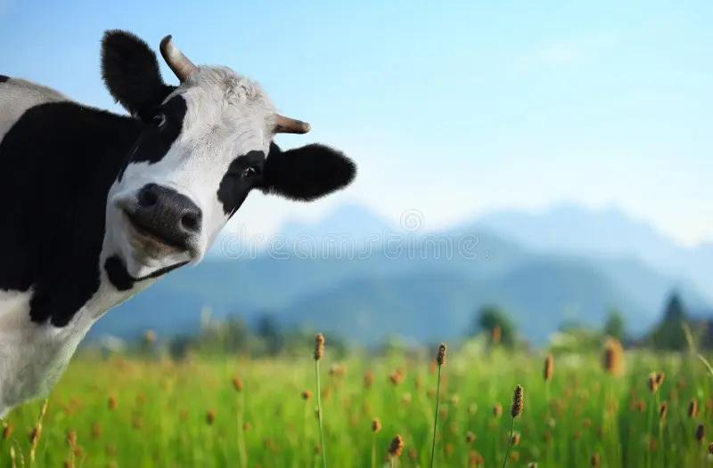 Send a cow