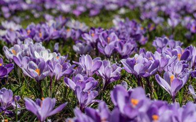A patch of purple crocuses
