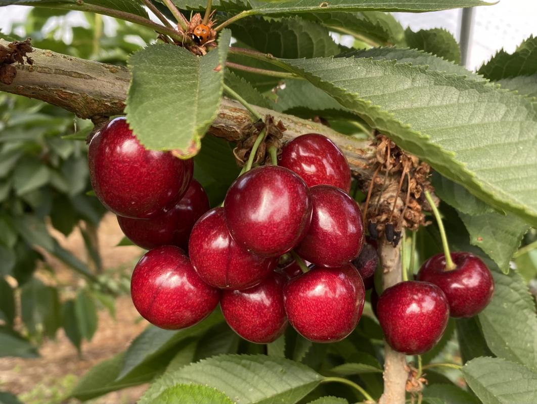 Visit to cherry farm.