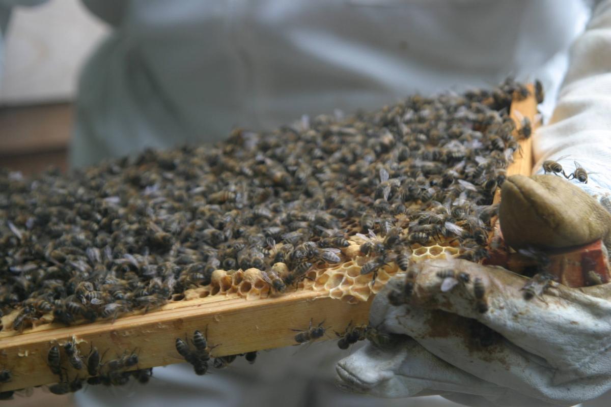 Bee's