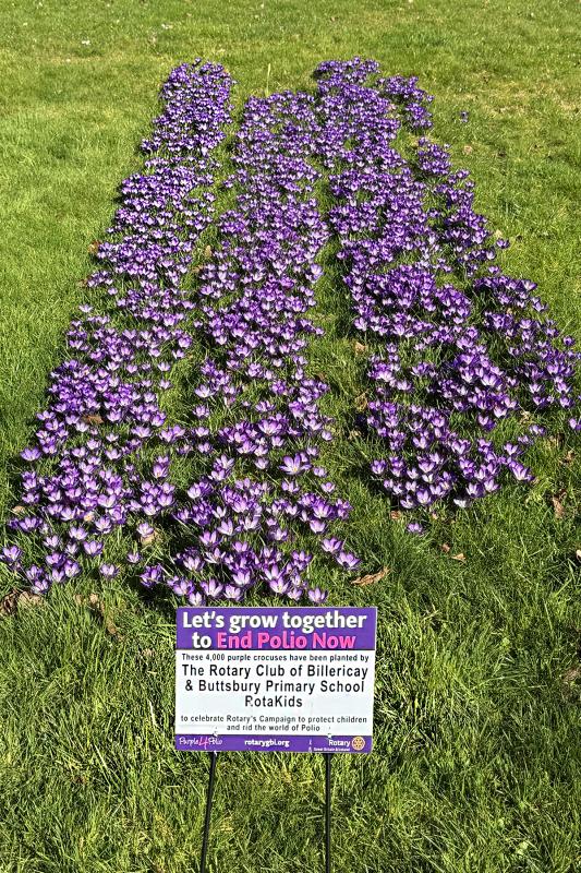 Crocuses at Buttsbury School