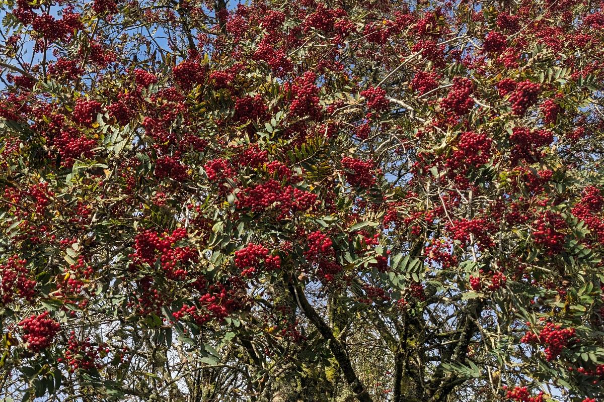 Autumn Berries