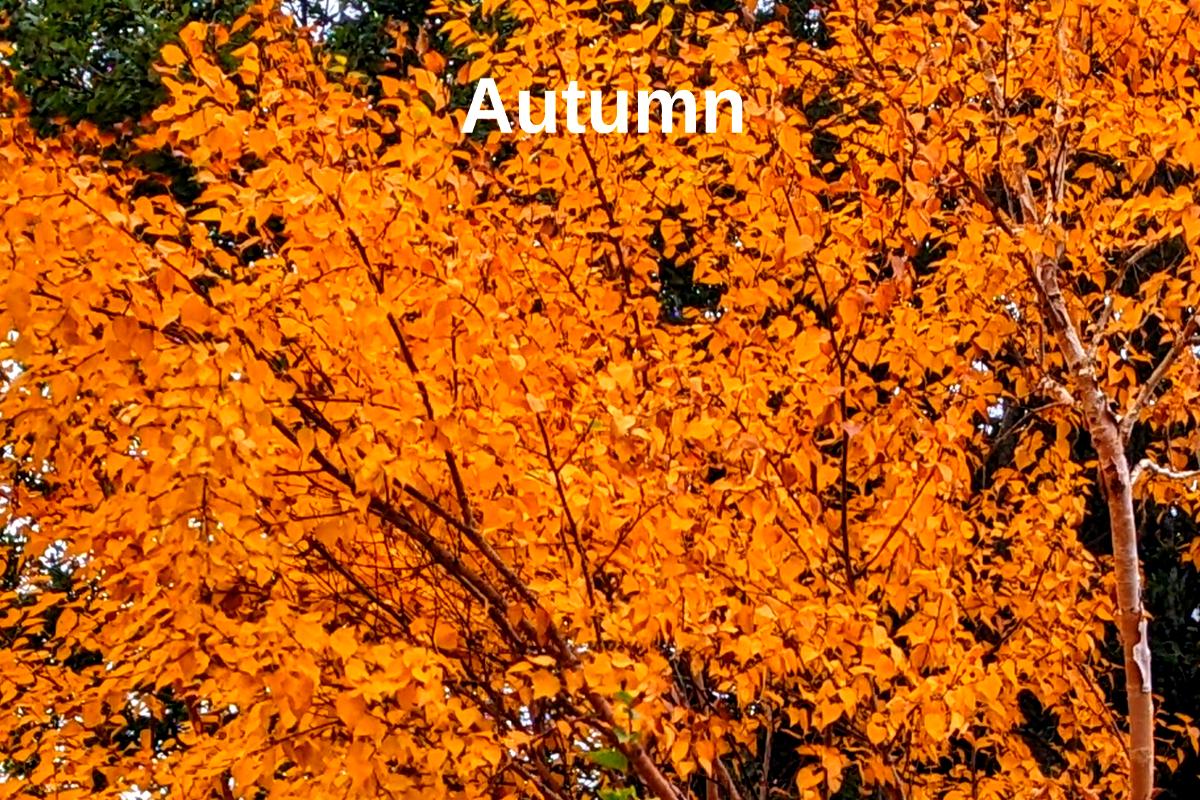 Autumn colour