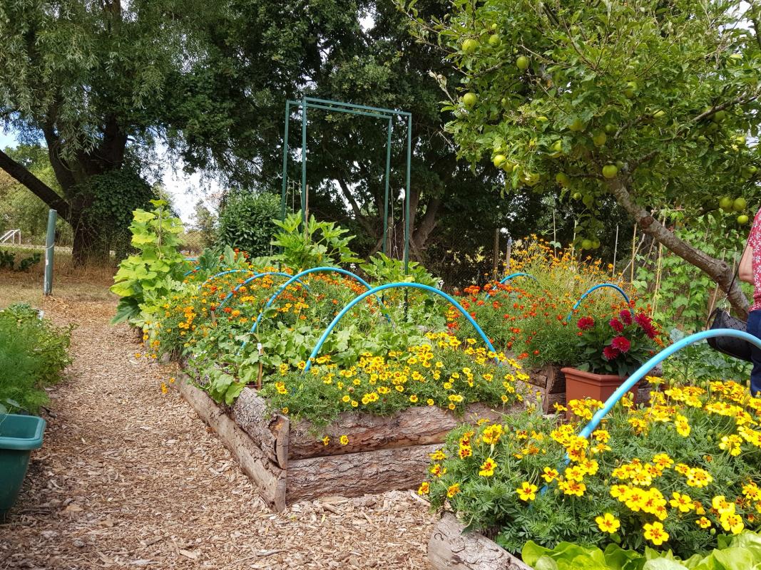 Rotary Allotment 