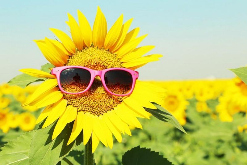 Sunflower competition