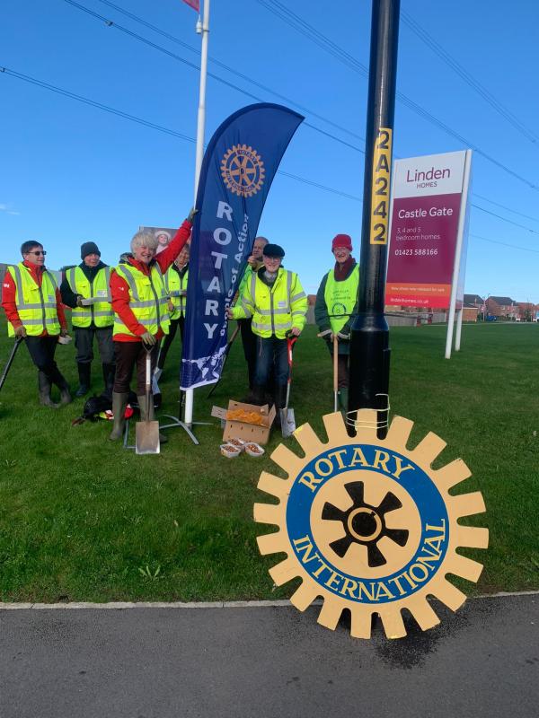 A stalwart party of Knaresborough Rotarians were out this morning, 10th October 2024, at Linden Homes near Aldi planting hundreds of purple crocuses 