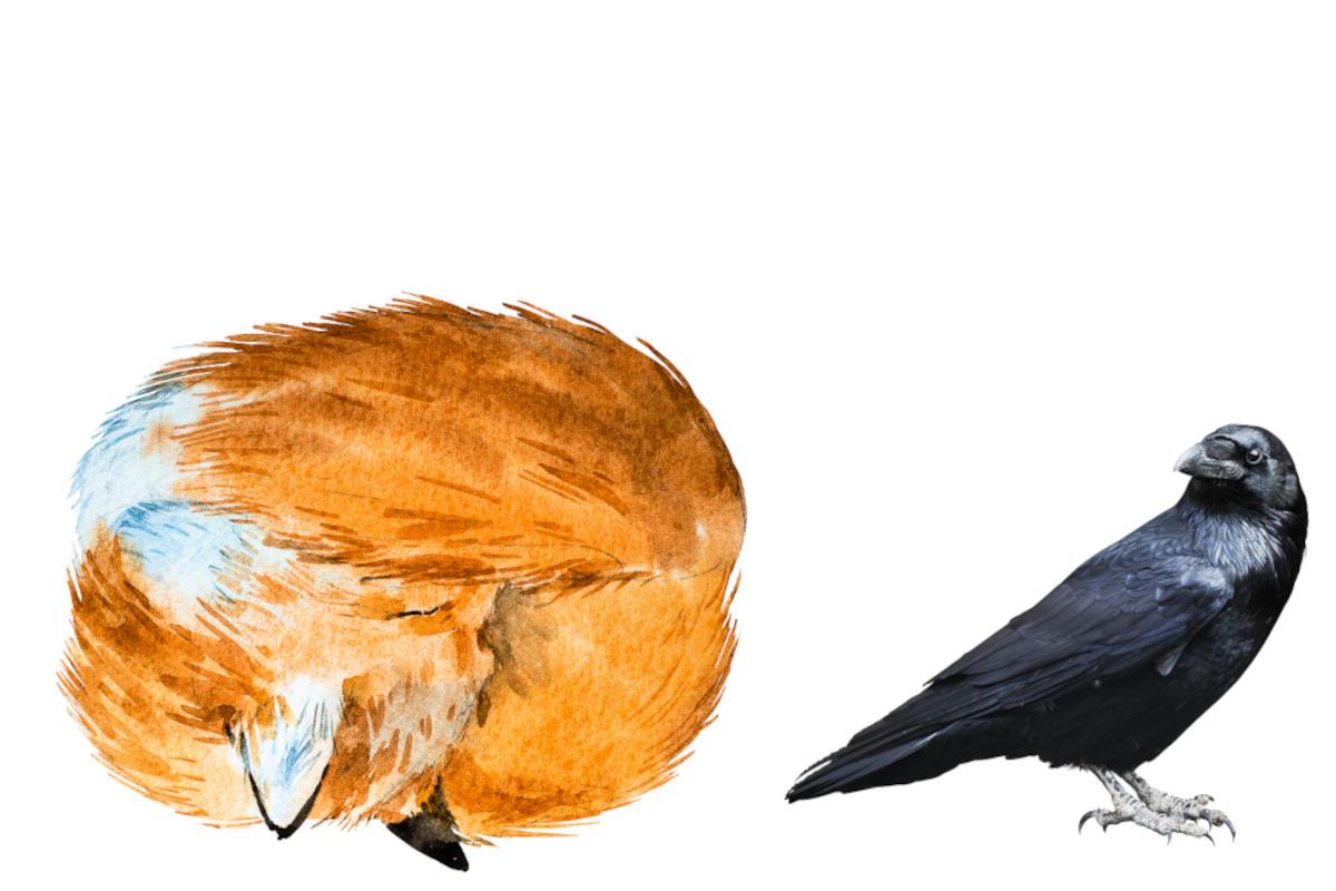A fox and a raven