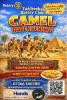 Camel Racing Evening poster