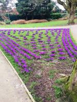 Purple crocuses in Crossley Park representing 