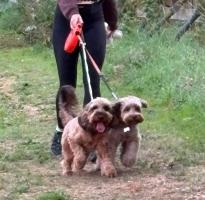From Banking to Barking