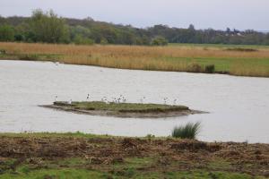 Rotary Club Of Felixstowe grant funds 'Avocet Island' at Trimley Marshes Nature Reserve