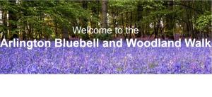 The Arlington Bluebell Walk