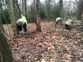 Bramble clearing in Ecclesall Woods