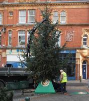 Putting up the town Christmas Tree