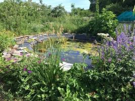 Dorchester Community Pond Project - take two !