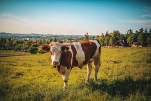 A talk by Rev. Simon Barnes about the charity Send a Cow