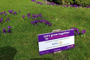 International and the Rotary Foundation