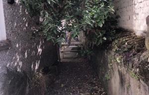 Garden Upkeep at The Neuk